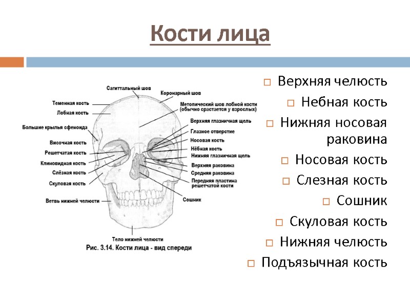 Кости лица Верхняя челюсть Небная кость Нижняя носовая раковина Носовая кость Слезная кость Сошник